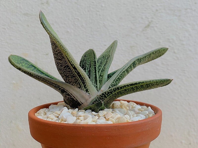 Gasteria tipo Little Warty